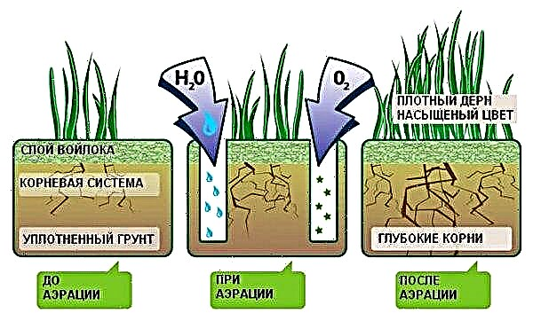芝生を播種するのに最適な時期：春または秋に、夏に植えることは可能ですか？モスクワ地域の夏の家に芝生を植える方法、シベリアに日付を植える