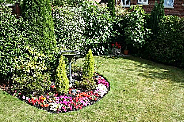 What is a curtain in landscape design, types of curtains, what plants are suitable and what should be considered when planting