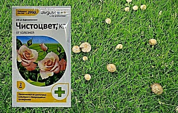 Hur man kan bli av med svamp på gräsmattan: hur man hanterar greber och häxcirklar, metoder för förstörelse och medel, vad man ska göra och hur man får droger
