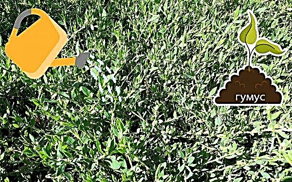 Knockweed-nurmikko (lintuhaarukka): kuinka kerätä siemeniä nurmikonurmille, lintuylämaan levitys ja viljely