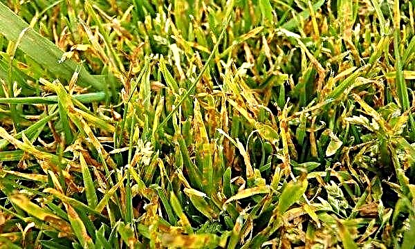 براعم العشب بشكل غير متساوٍ: ما العمل إذا انتشر العشب في عناقيد ، هل سينمو على الجانبين ، لماذا ينحسر العشب ويتوقف عن النمو