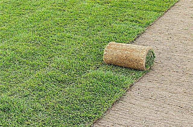 Qu'est-ce que c'est, quelle pelouse est utilisée dans les rouleaux, le pour et le contre, la durée de vie et la composition des différents types
