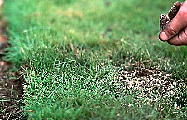 Hur man sår gräsmatta i kala fläckar: varför de bildar, hur man såar gräs på sommaren och hösten i skadade områden