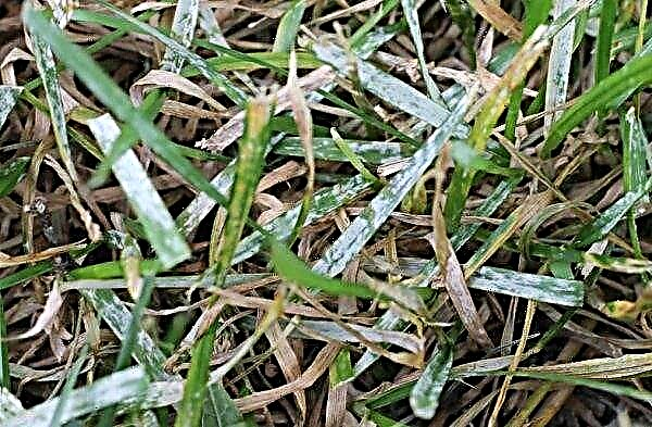 Fétuque rouge pour pelouse: description de l'herbe à gazon, mélange avec prairie de prairie, commentaires, photos