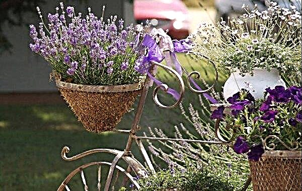 Stilul Provence în designul peisajului unei căsuțe de vară: stil francez în designul unei case de țară și caracteristicile sale caracteristice, fotografie cu grădina