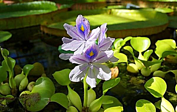 Vodný hyacint: výsadba a starostlivosť o rybník, fotografie rastlín pre rybníky, ako sa udržať v zime doma, ako pestovať v akváriu