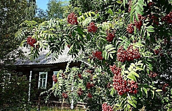 夏の別荘のランドスケープデザインの山の灰（赤または普通）、秋の彼女の写真、および庭の他の植物との組み合わせ