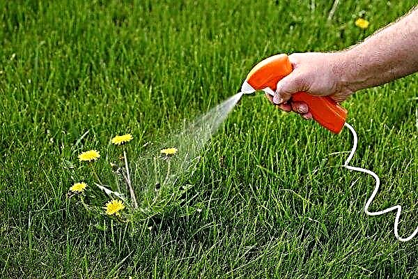 Weeds on the lawn: how to get rid of ivy buds, how to destroy horsetail and wheat grass with a herbicide, moss and creeping weeds, photos and names