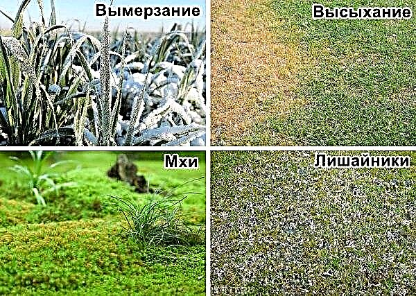 Lawn grass, which destroys weeds and grows slowly, names of varieties crowding out weeds for gardening