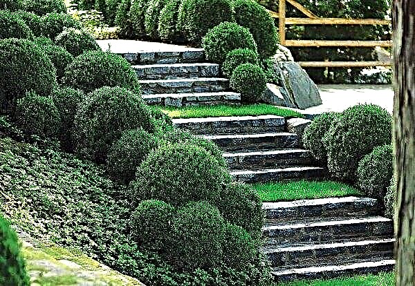 Steps in landscape design: photo samples of stairs, creation materials, how to decorate steps on the site