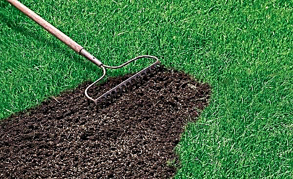 Hoe mos op het gazon te verwijderen: hoe zwart mos te bestrijden en te verwijderen, middelen en methoden van strijd, wat te doen als mos op het gras verschijnt, redenen voor overgroei
