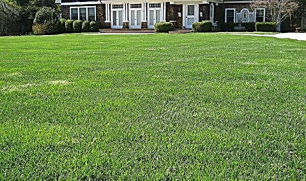 Meadowgrass meadow for a lawn: description and photo of grass, the depth of the roots of a rolled and meadow meadowgrass lawn, does the bluegrass love heavy watering