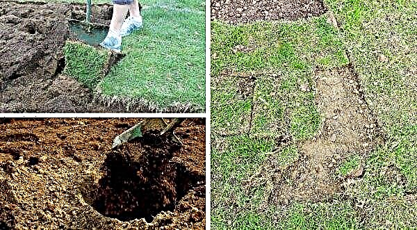 Comment niveler le site dans le pays de vos propres mains sous une pelouse avec de l'herbe, niveler le sol avec un tracteur à conducteur marchant et utiliser d'autres équipements et appareils