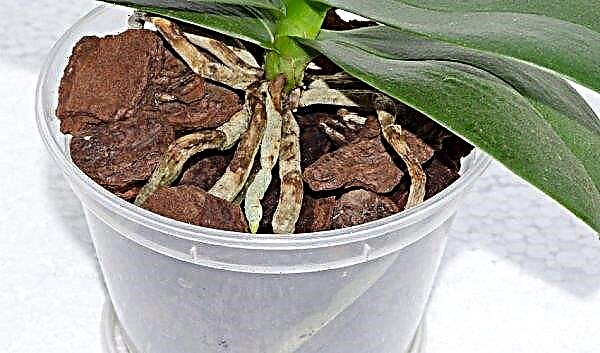 Warum fallen Orchideenblätter: Was tun, wie eine Pflanze retten?