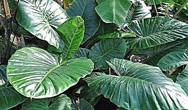 Large-root alocasia (indoor plants): home care, photo