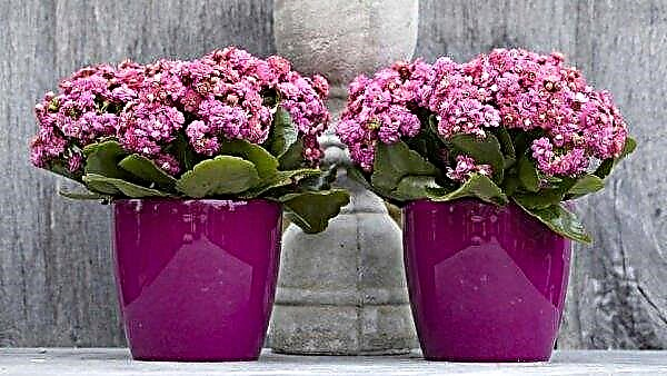 How and when you can plant Kalanchoe at home: preparing a pot and land, subsequent care