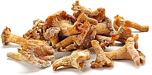 Chanterelles for the winter: how to freeze properly so as not to be bitten, raw or boiled, in the freezer