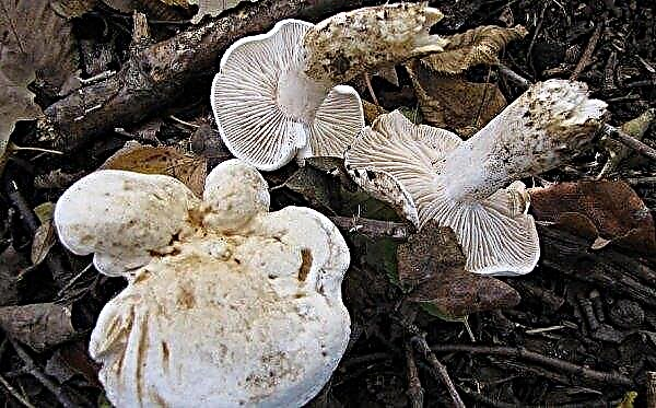 Rândul alb: comestibil sau otrăvitor, cum se poate lua, proprietăți utile și posibile vătămări din ciupercă, fotografie și descriere
