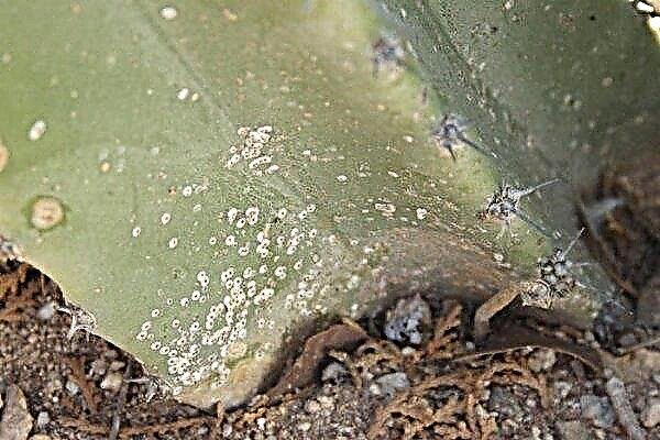 Prickly pear: types, photos and names, care and methods of reproduction