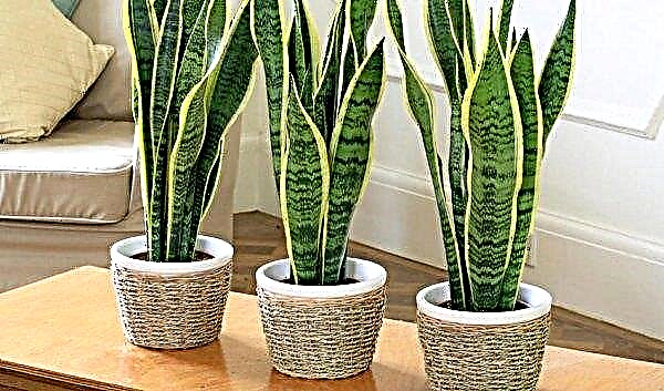 Sansevieria: varieties and their description, care and cultivation, photo