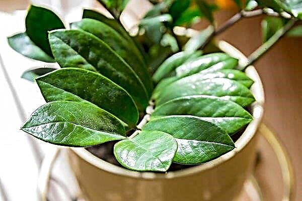 Why does Zamioculcas not grow or grow poorly at home, and what should I do?