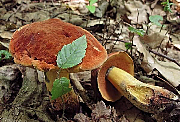 Speckled oak tree (Boletus erythropus): photo and description, where and when it grows