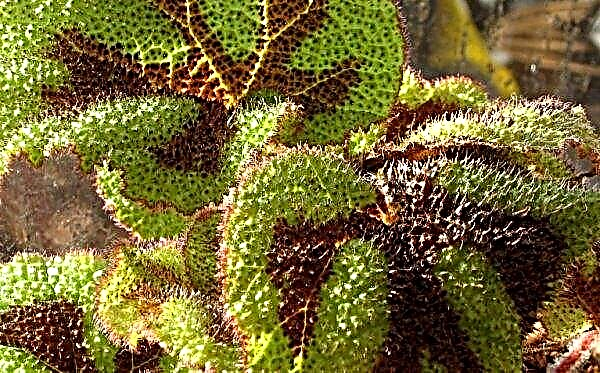 Mason begonia: description of a houseplant, home care, breeding features