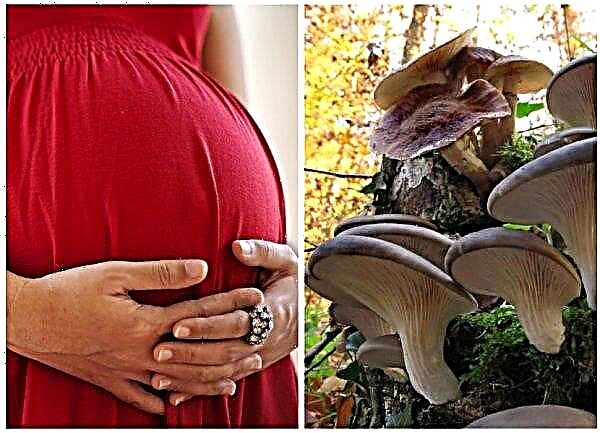 Oyster mushrooms: benefits and harm to the body, calorie content, BZHU, contraindications