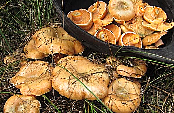 Where and when do mushrooms grow, at what temperature, when to harvest, the harvest season in the regions of Russia
