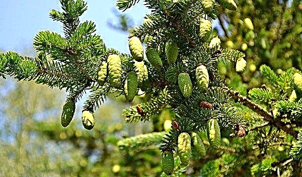 Jam and other dishes from fir cones: what and how to cook at home; recipe how to cook spruce shoots and branches