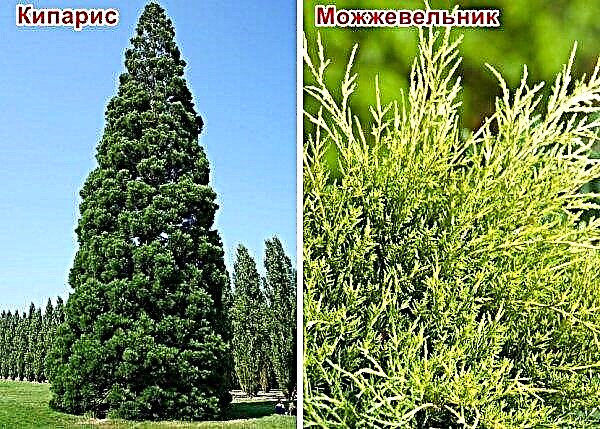 Cypress och thuja: hur skiljer de sig, skillnaden mellan cypress, ener och andra barrträd, foton och skillnader