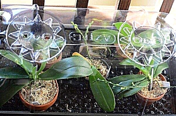 Orchid roots rotted: what to do and how to save the plant, how to transplant and preserve the orchid, video