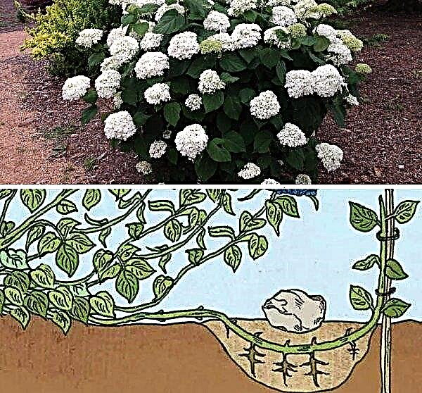 Hoe hortensia in de herfst te vermeerderen: stekken, de struik verdelen en thuis lagen aanbrengen, stekken rooten en de struik planten