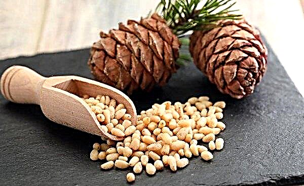 How much can you eat pine nuts per day: the norm for an adult, the benefits and harms of eating