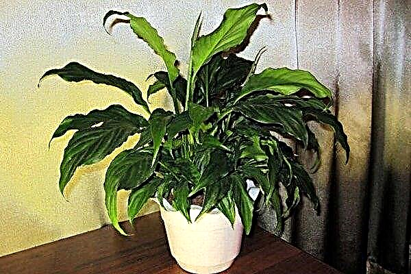 Propagation of spathiphyllum at home: the main methods, further care of the plant