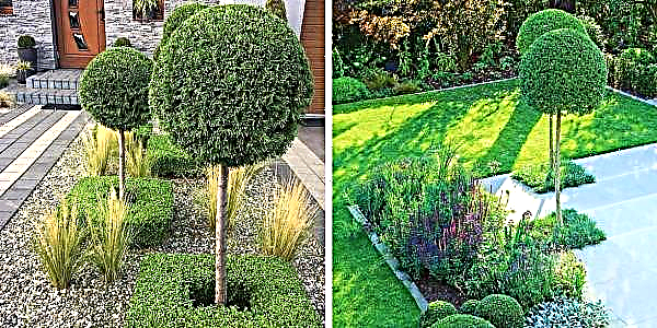 Thuja on a stem: in landscape design, how to make a standard tree with your own hands, step by step, photo
