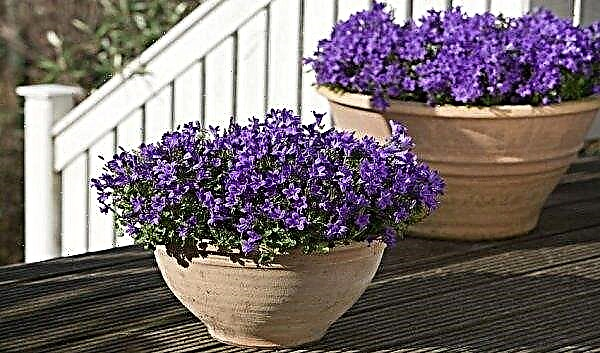Campanula indoor: home care, transplant, reproduction