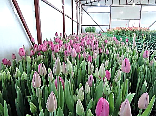 Tout ce que vous vouliez savoir sur les tulipes