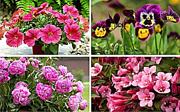 Cách trồng hoa tulip và hoa thủy tiên đẹp trên cốt truyện: một bức ảnh, cách cắm hoa trong vườn hoa, sử dụng trong thiết kế cảnh quan