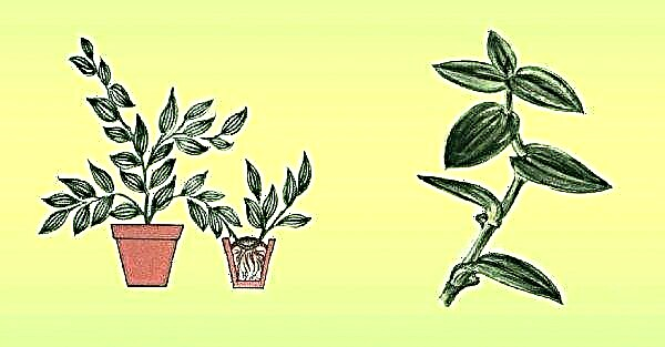Indoor jasmine: home care, why the leaves turn yellow and the buds fall, how to cut, reproduction, photo