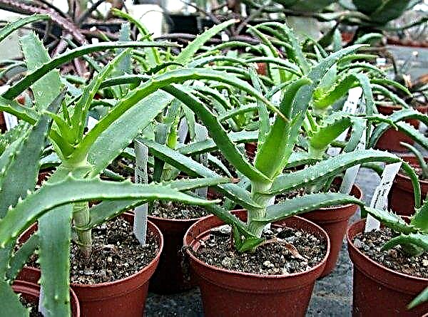 Aloe-forplantning hjemme - metoder, videoguide
