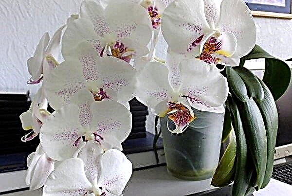 O que fazer quando a orquídea phalaenopsis desapareceu: como cortar e como cuidar ainda mais, fotos, vídeo