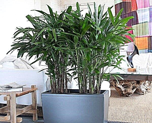 Rapis (indoor palm): home care, photos, signs and superstitions