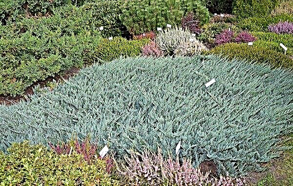 Juniper horizontal Blue Chip (Blue Chip): use in landscaping, description with photos, planting and care