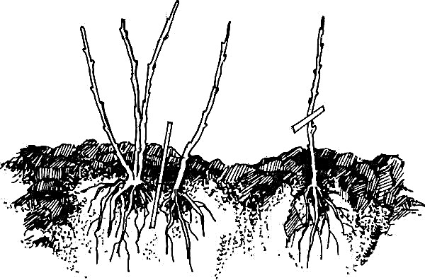 Hortensia paniculaire Tardiva (Hydrangea paniculata Tardiva): description, soins en pleine terre, photo