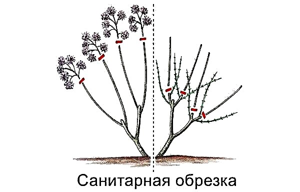 Hortensia à grandes feuilles Forever & Ever Red (Forever & Ever Red): description avec photo, variétés de rusticité hivernale