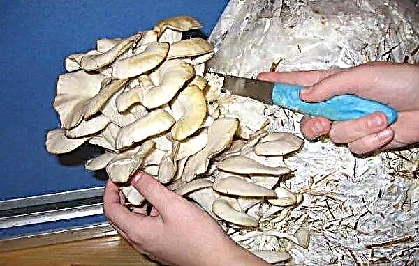 Oyster mushrooms in the basement: technology and features of growing mushrooms at home, on stumps and in the substrate, care