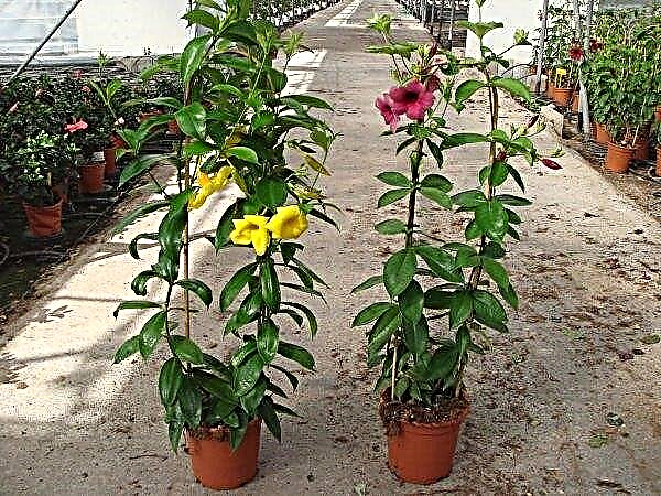 نبات ألاماندا الداخلي: الوصف والرعاية في المنزل ، الصورة