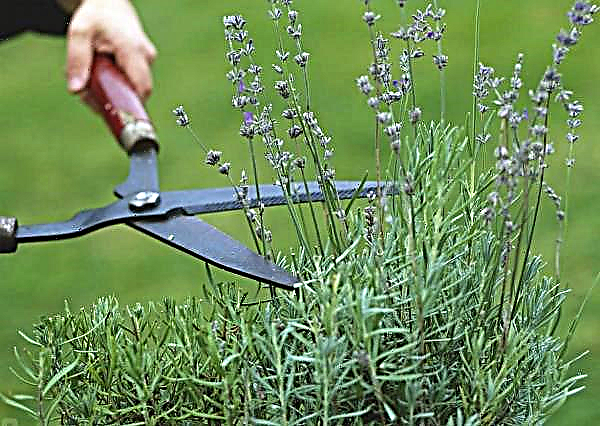 Spring pruned lavender for chic blooms