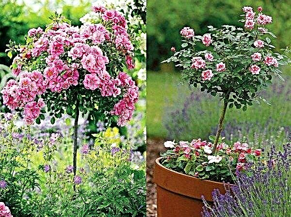 Timbre rose: caractéristiques, plantation et entretien, comment faire pousser, comment couvrir l'hiver, taille, photos, vidéo